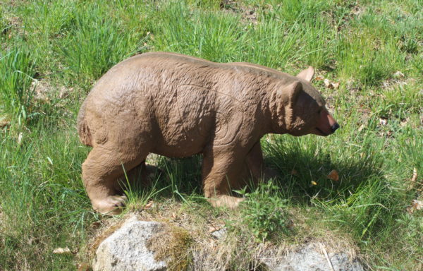 Braunbär