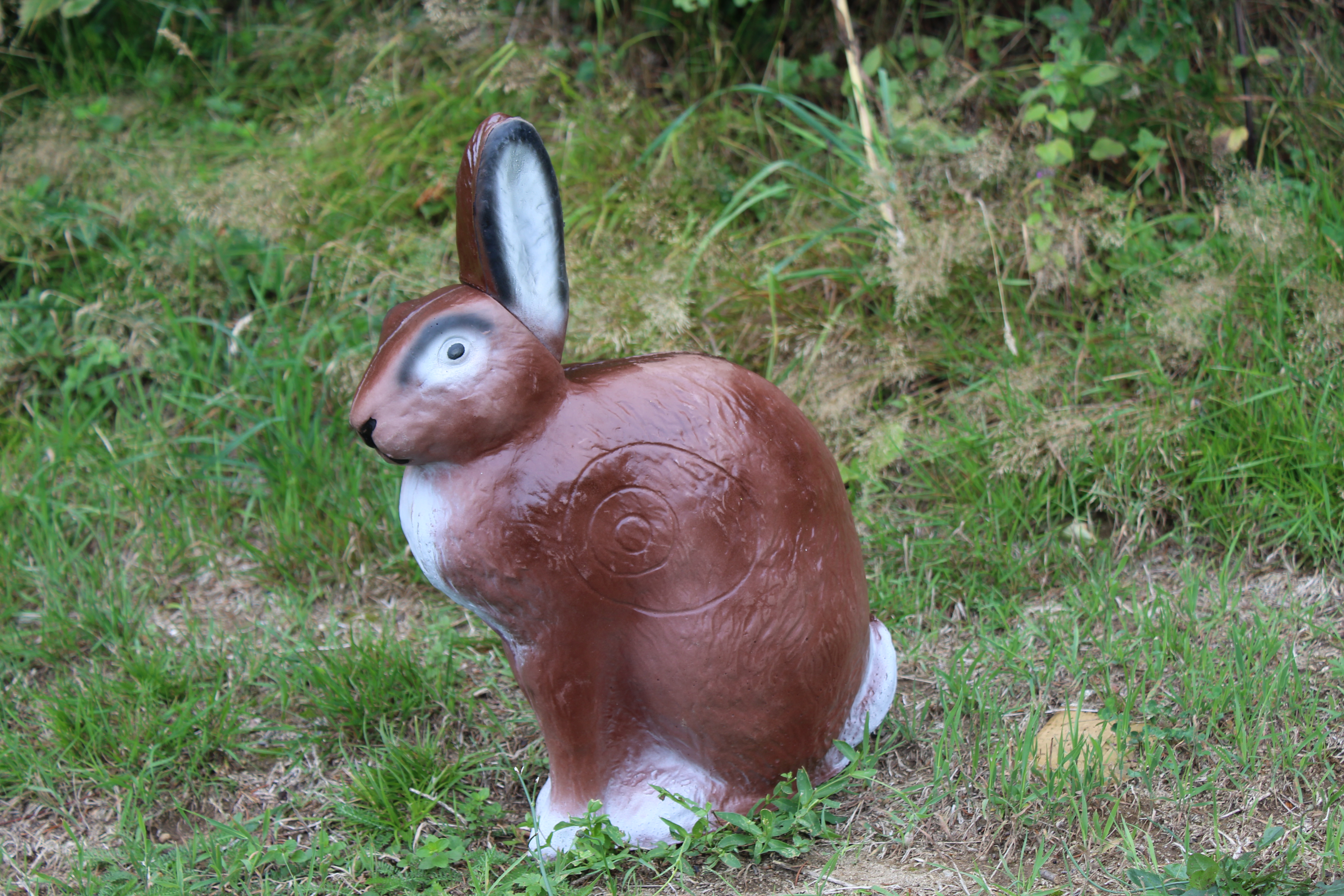 Hase